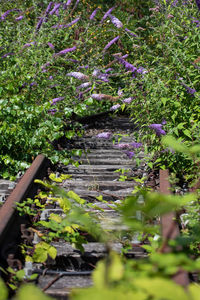 Purple flowering plants and trees on field