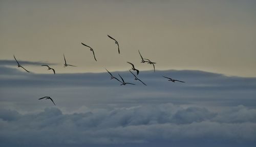 Low angle view of bird flying in sky