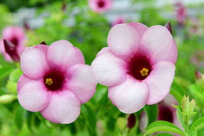 Close-up of pink flowering plant in park