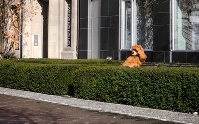 Dog sitting on grass