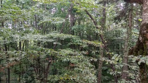 Plants and trees in forest