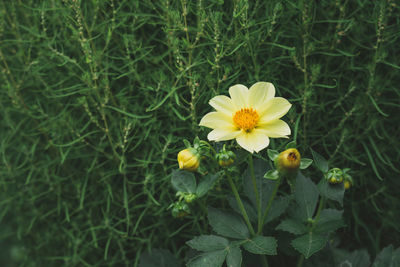 Close-up of yellow flowering plants