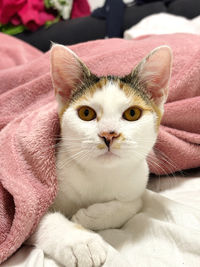 cat