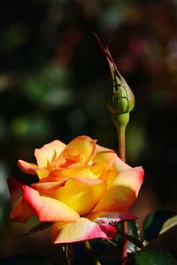 Close-up of yellow rose