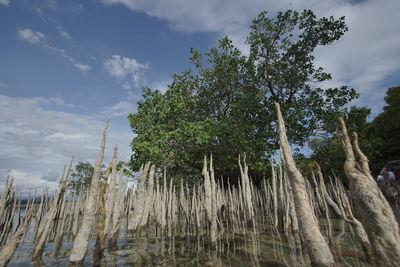 Low angle view of trees against sky in forest