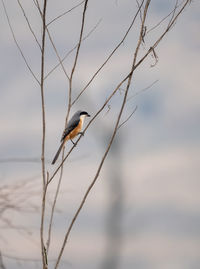 Close-up of bird perching on branch