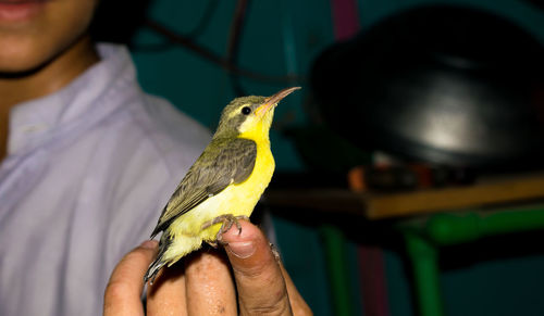 Cropped image of hand holding bird
