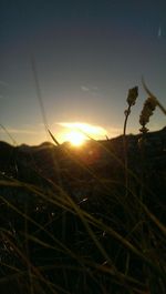 Sun shining through plants on field
