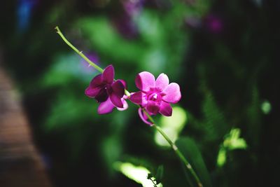 Close-up of pink flowering plant