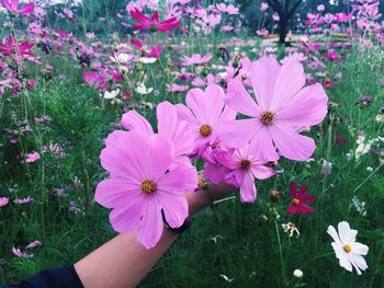 Close-up of pink flowers blooming outdoors