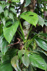 Close-up of leaves