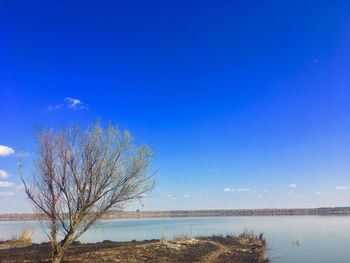 Bare tree by lake against blue sky