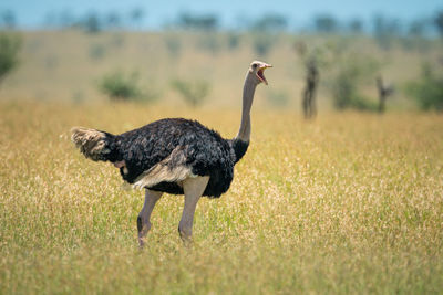 Common ostrich stands calling in long grass