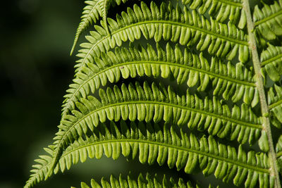 Ferns in a fairy forest