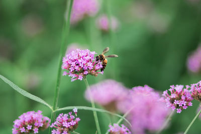 Close-up of bee pollinating on pink flower
