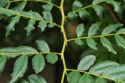 Full frame shot of leaves