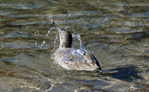 Duck swimming in lake
