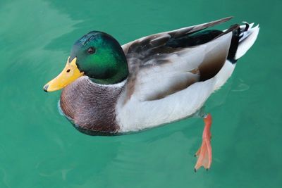 Close-up of duck swimming in lake
