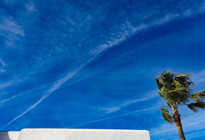 Low angle view of palm trees against blue sky