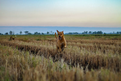 Portrait of horse in field