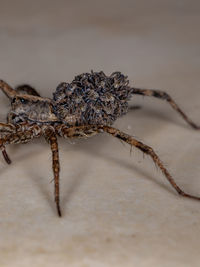 Close-up of spider