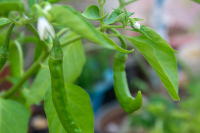 Close-up of green leaf on plant