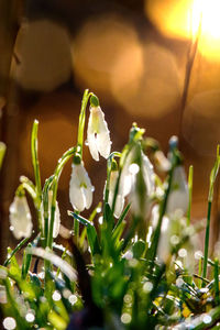 Close-up of white flowering plant