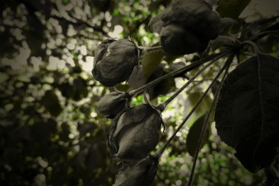 Close-up of fresh fruit on tree