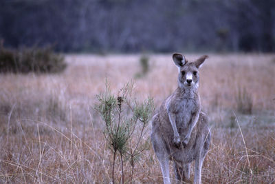 Kangaroo standing on field
