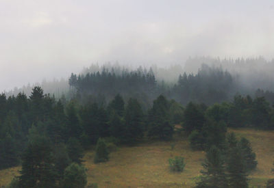 Trees in forest against sky