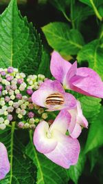 Close-up of pink flower blooming outdoors