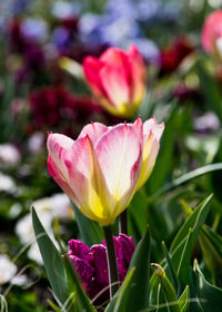 Close-up of pink tulip flower in field