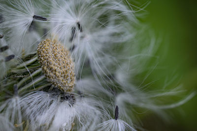 Close-up of dandelion on plant