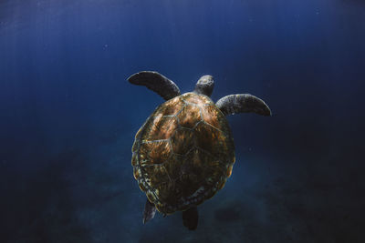 Close-up of turtle swimming in sea