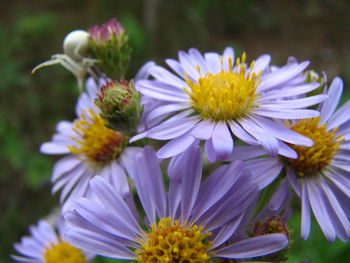 Close-up of honey bee on purple flowers