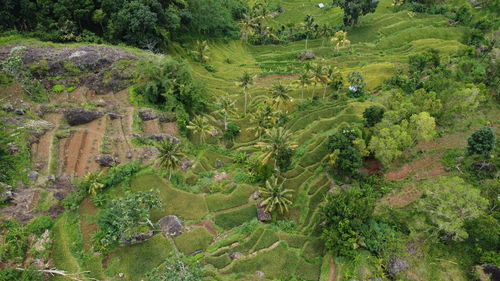 High angle view of plants growing on field