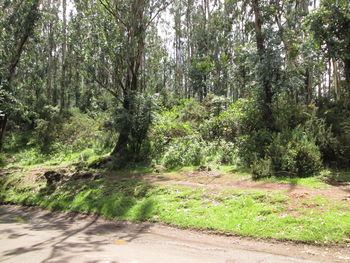 Road in forest