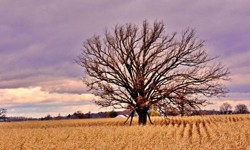 Bare tree on field against sky