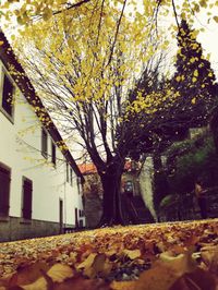 Trees in city against sky