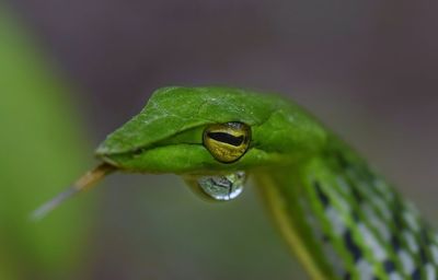 Close-up of water drop on leaf