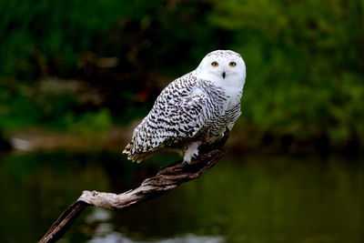 Close-up of an white  owl  perching on branch