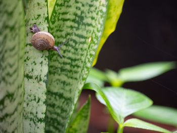 Close-up of snail on leaf