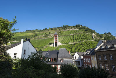 Vineyards on rhine river rhineland-palatinate germany europe