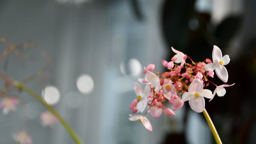 Close-up of pink flowering plant