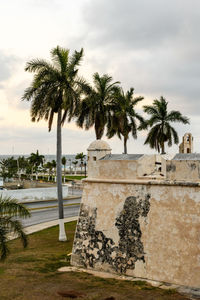 Palm trees at beach against sky