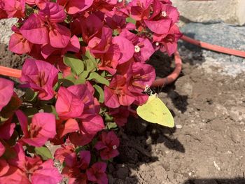 High angle view of pink flower pot