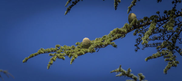 Low angle view of tree against clear blue sky