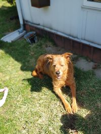 Portrait of dog on field