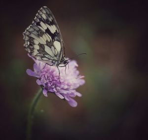 Close-up of butterfly on flower