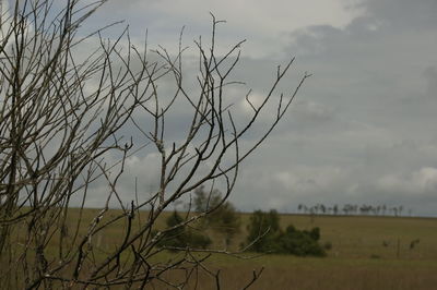 Bare trees on field against cloudy sky